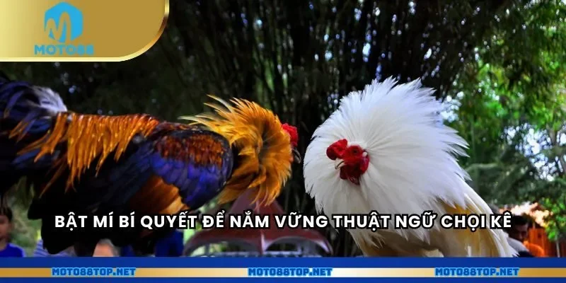 Bật mí bí quyết để nắm vững thuật ngữ chọi kê