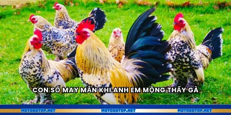 Con số may mắn khi anh em mộng thấy gà