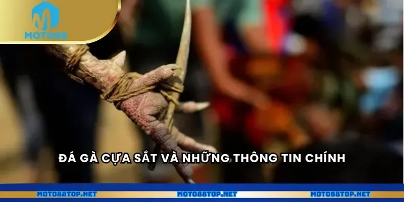 Đá gà cựa sắt và những thông tin chính