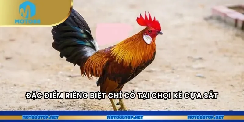 Đặc điểm riêng biệt chỉ có tại chọi kê cựa sắt