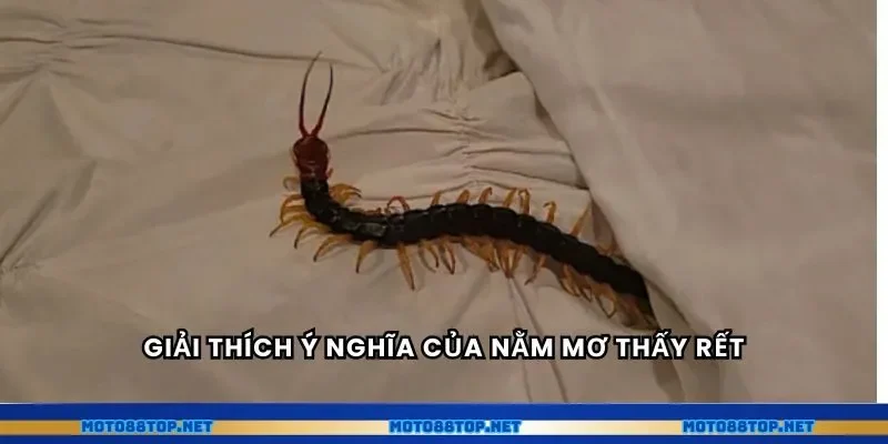 Giải thích ý nghĩa của nằm mơ thấy rết