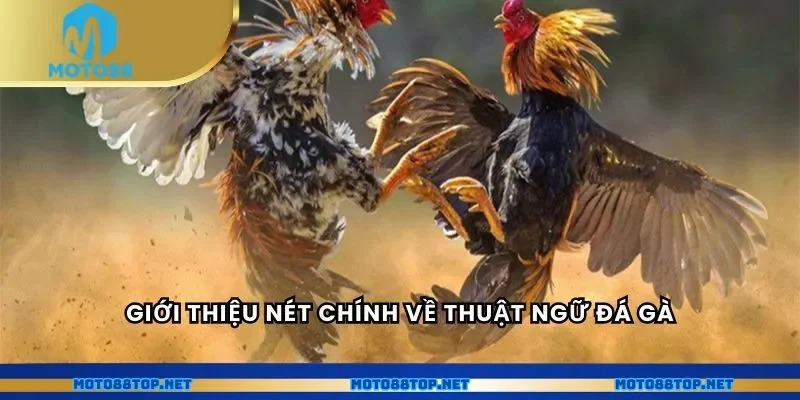 Giới thiệu nét chính về thuật ngữ đá gà