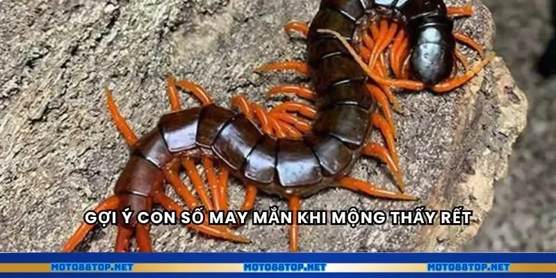 Gợi ý con số may mắn khi mộng thấy rết