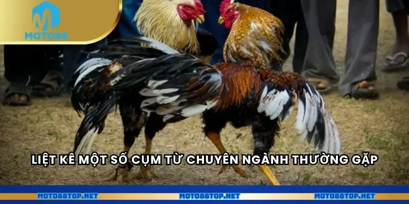 Liệt kê một số cụm từ chuyên ngành thường gặp