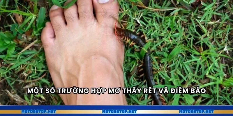 Một số trường hợp mơ thấy rết và điềm báo